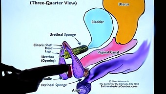 Second Lesson On Female Ejaculation: How To Make A Girl Squirt